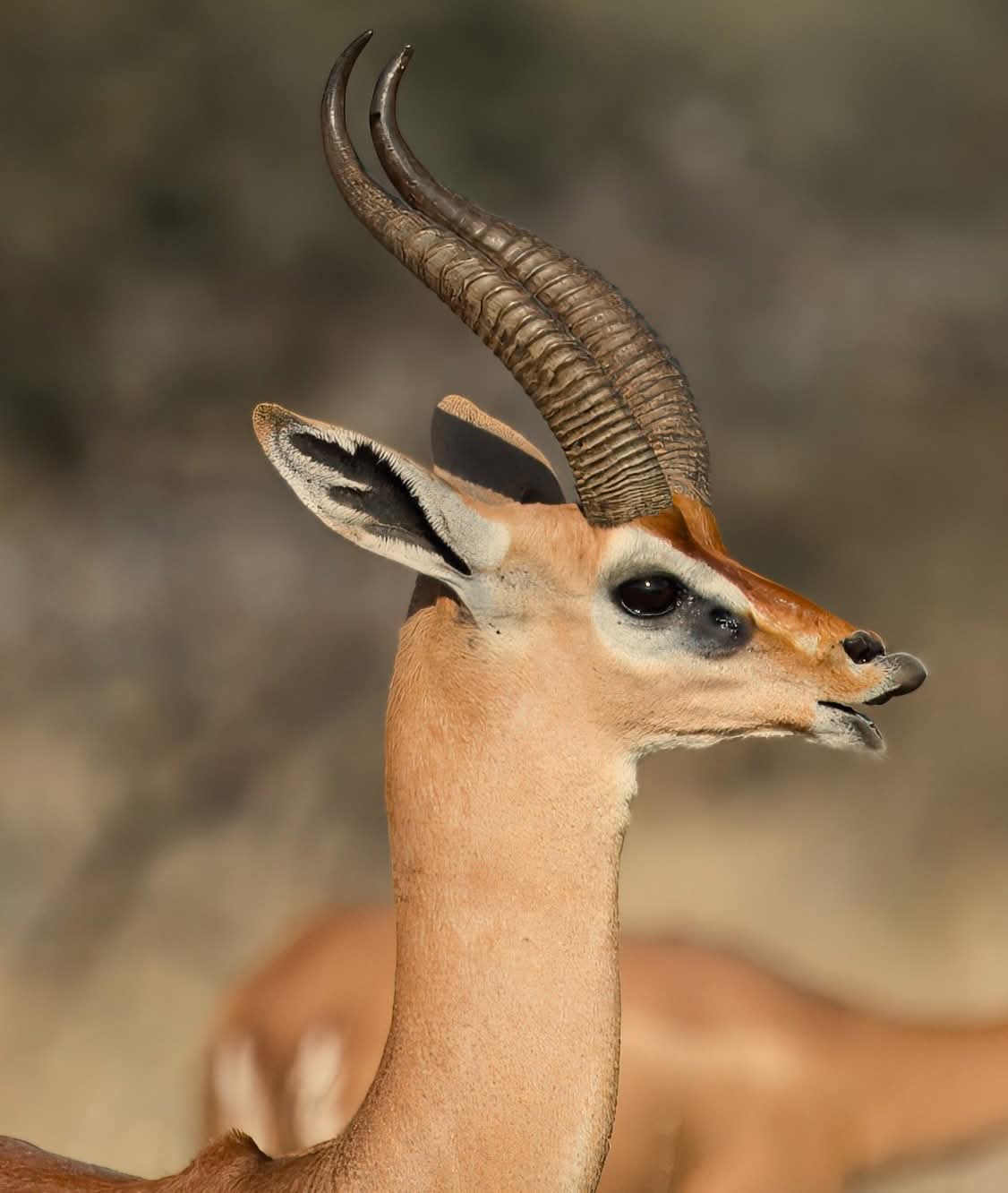 The gerenuk, also known as the giraffe gazelle, is a long necked,medium-sized antelope found in parts of east Africa.